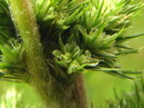 Amaranthus Retroflexus
